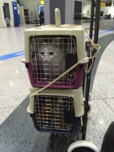Кошки в аэропорту Алматы
